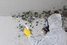 Why You Should Choose Our Mold Remediation Services in Florence, TX